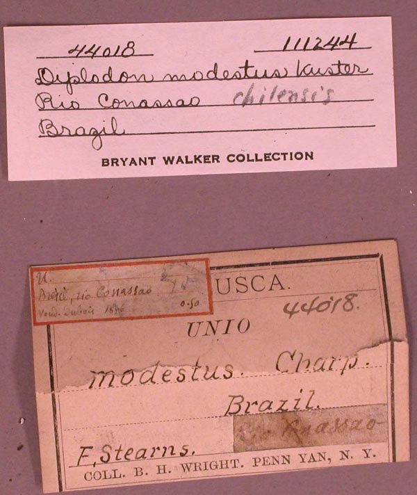 specimen