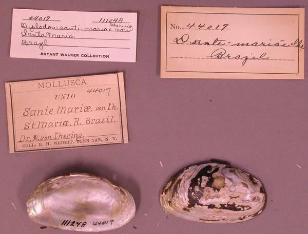 specimen