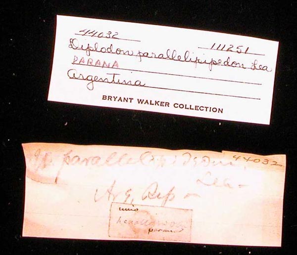 specimen