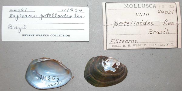 specimen
