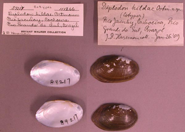 specimen