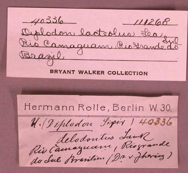 specimen