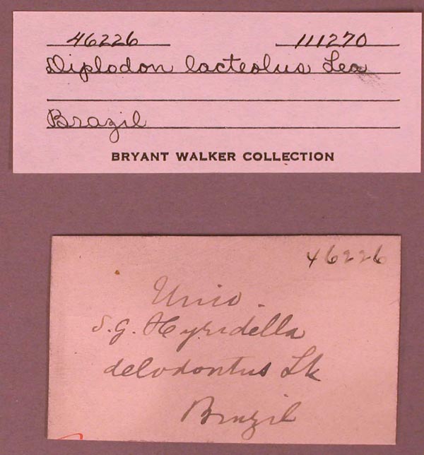 specimen