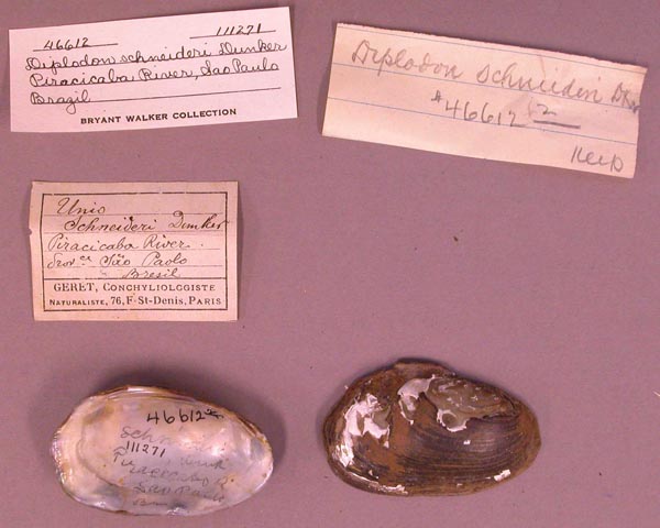 specimen
