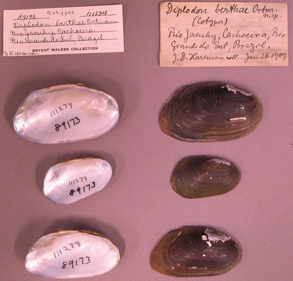 image of lot UMMZ_111274 image of lot UMMZ_111274