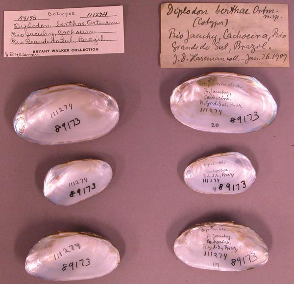 image of lot UMMZ_111274 image of lot UMMZ_111274