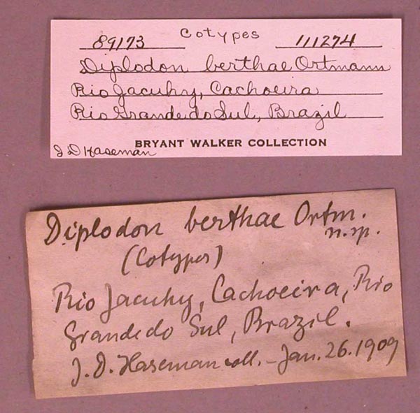 image of lot UMMZ_111274 image of lot UMMZ_111274