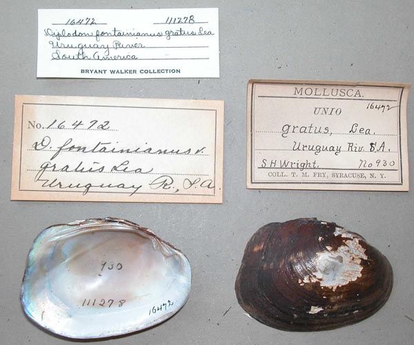 specimen
