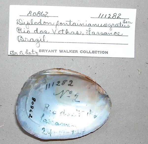 specimen