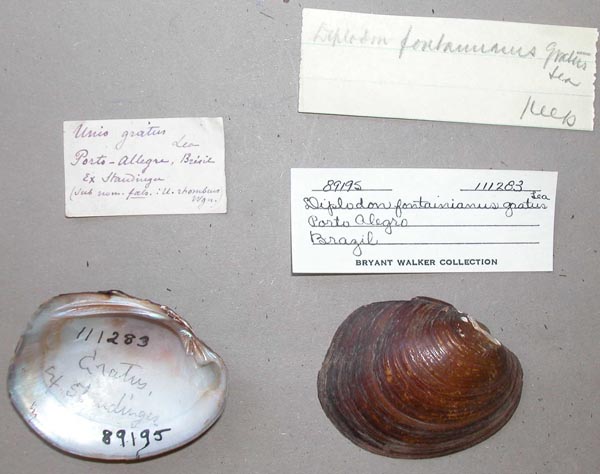 specimen