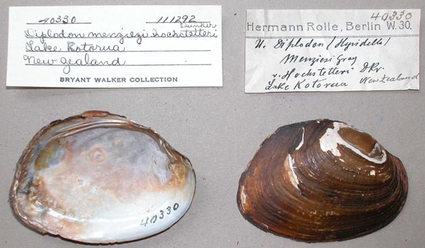 specimen