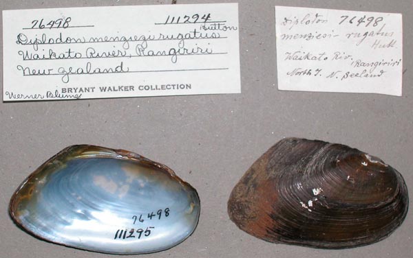 specimen
