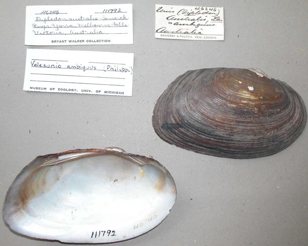 specimen