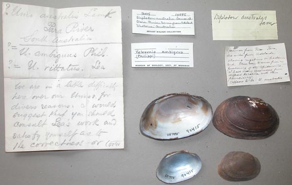 specimen