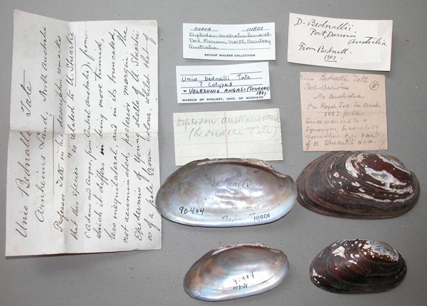 specimen