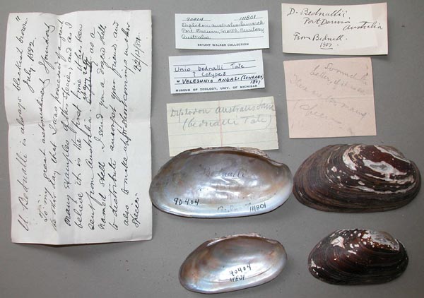specimen