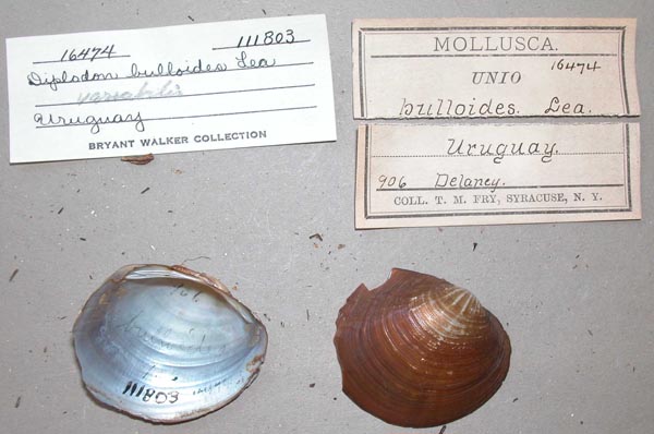 specimen