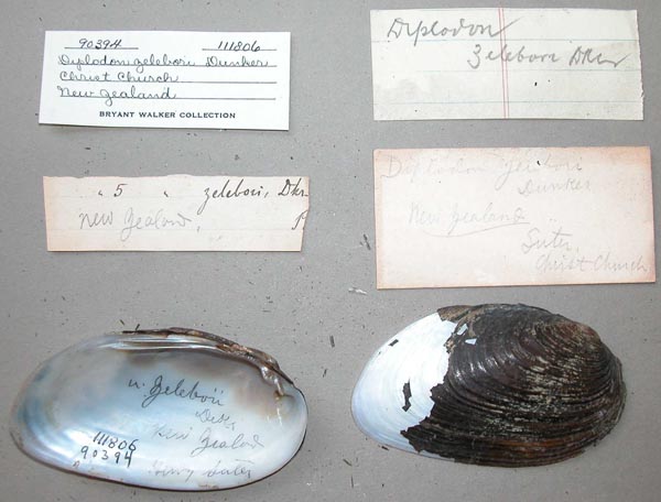 specimen