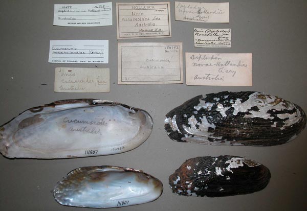 specimen
