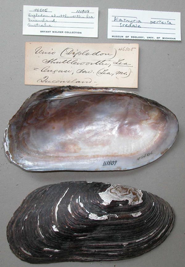 specimen
