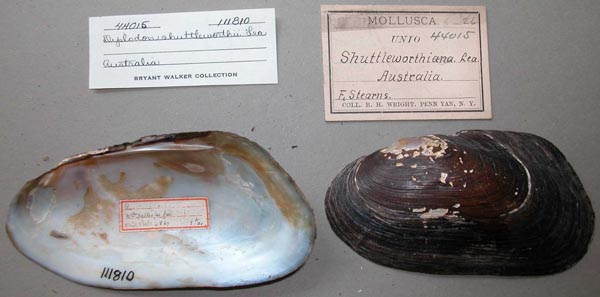 specimen