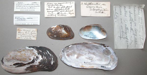 specimen
