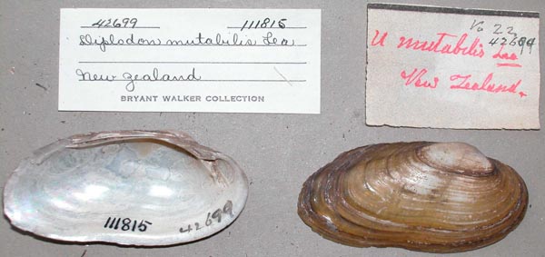 specimen