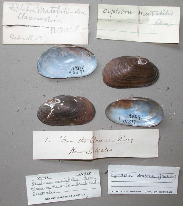 specimen