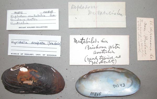 specimen