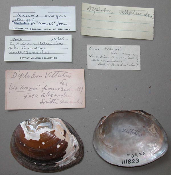 specimen