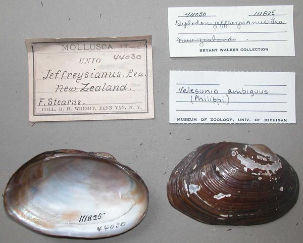 specimen