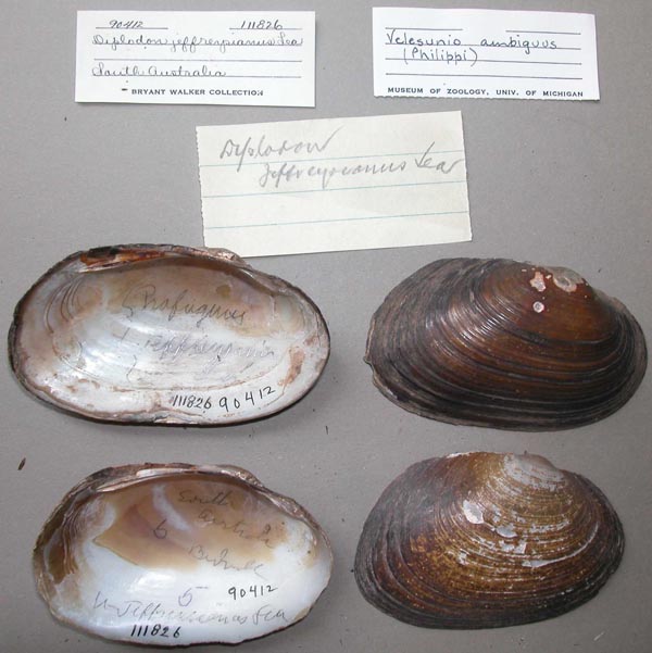 specimen