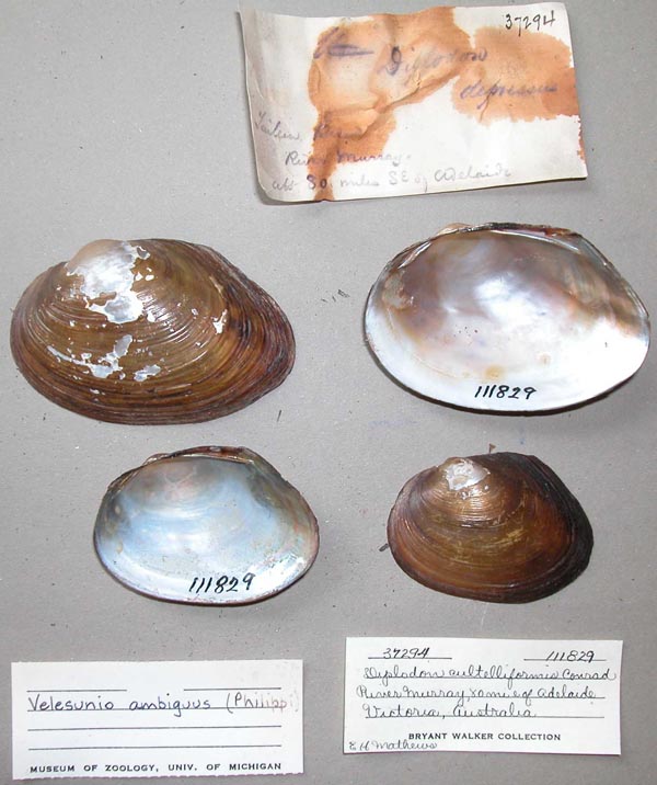 specimen