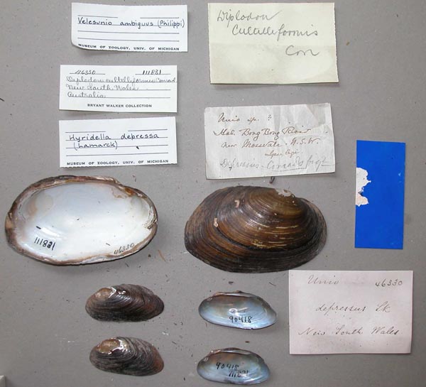 specimen