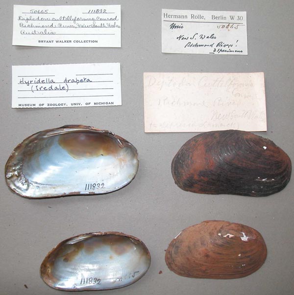 specimen