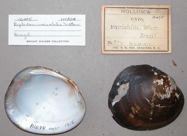 specimen