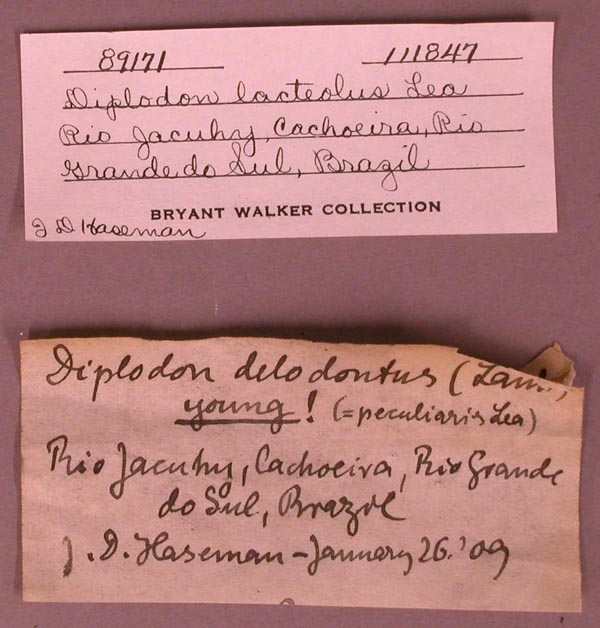 specimen