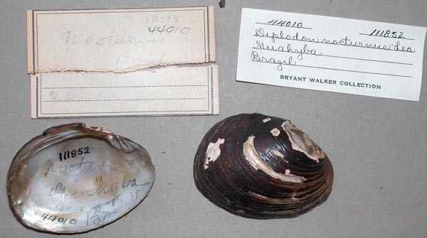 image of lot UMMZ_111852 image of lot UMMZ_111852