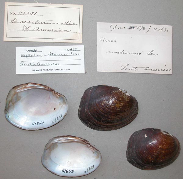 image of lot UMMZ_111853