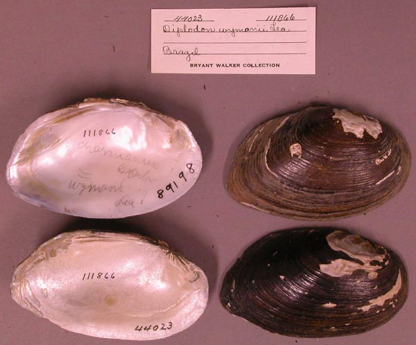 specimen
