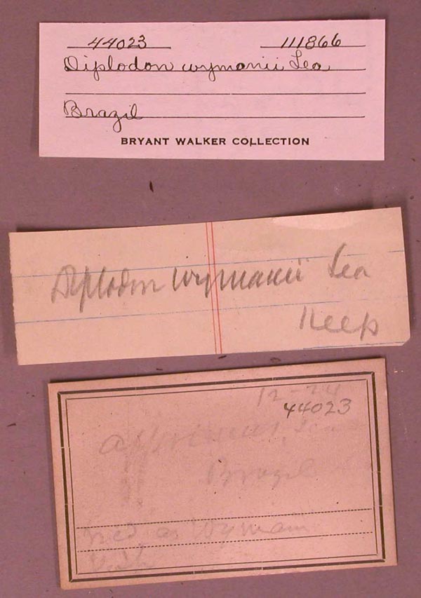 specimen