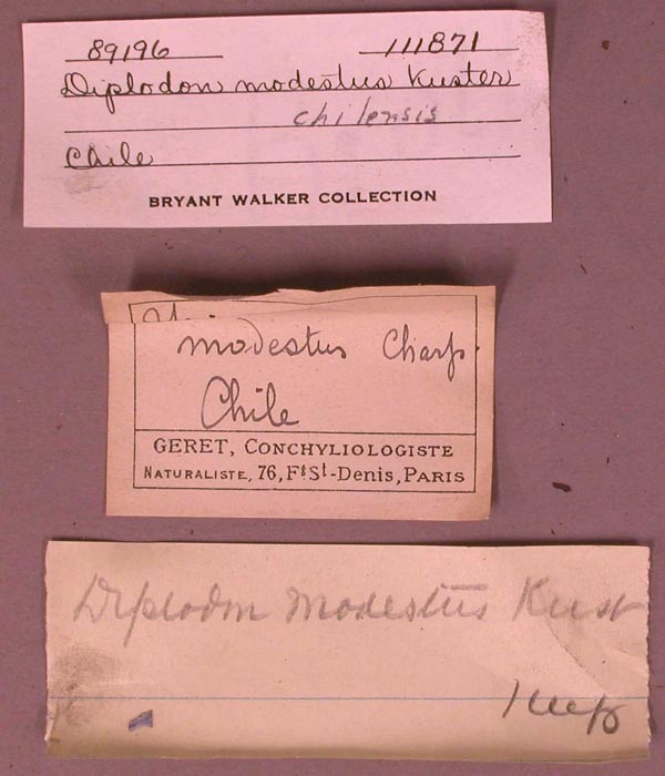 specimen