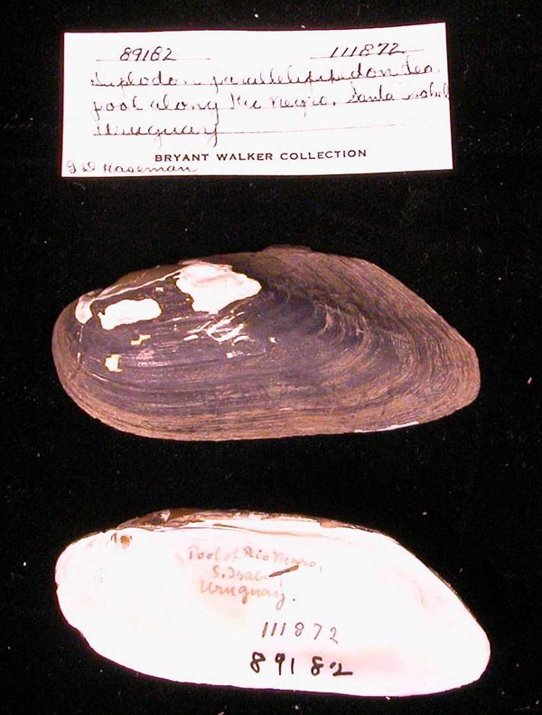specimen