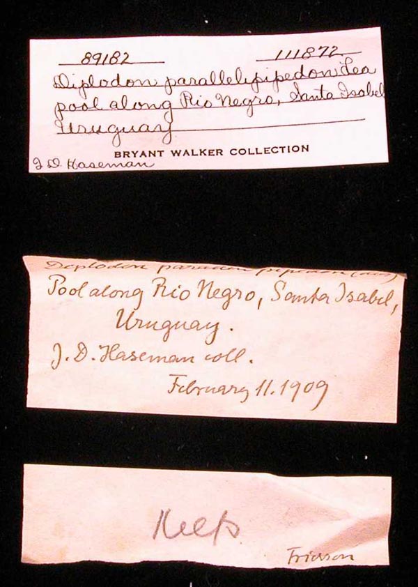 specimen