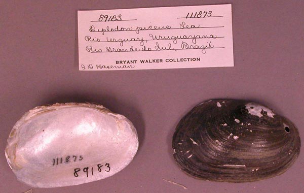 image of lot UMMZ_111873 image of lot UMMZ_111873