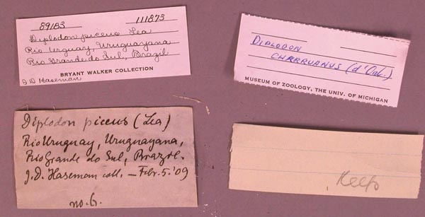 image of lot UMMZ_111873 image of lot UMMZ_111873