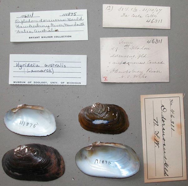 specimen