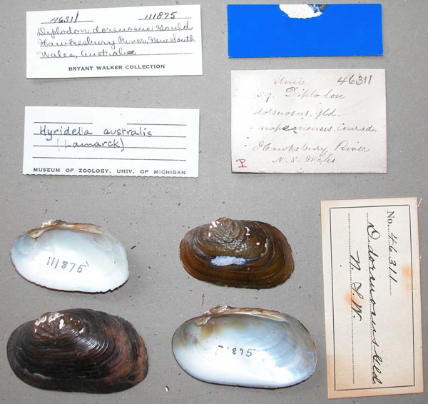 specimen