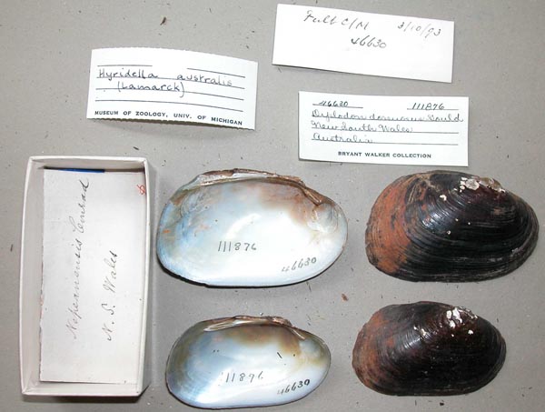 specimen