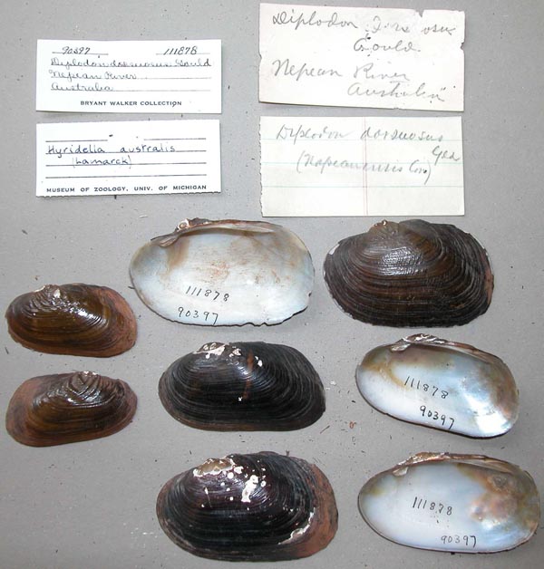 specimen